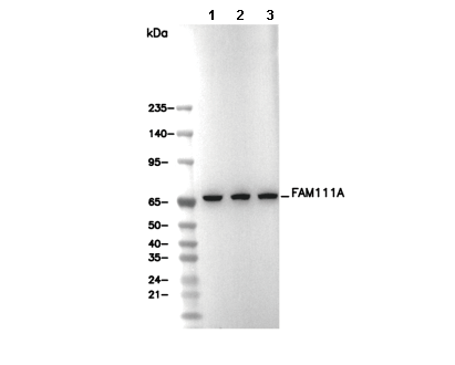FAM111A Antibody
