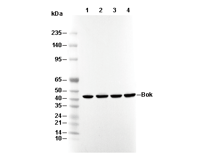 Tin2 Antibody