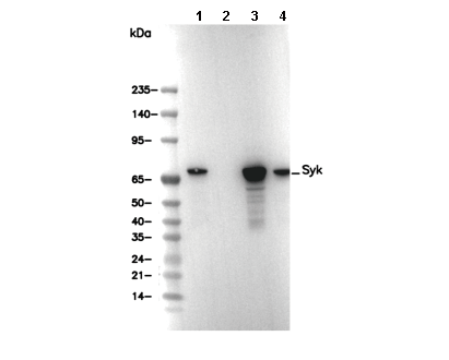 Syk Antibody