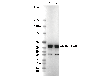 PAN TEAD Antibody