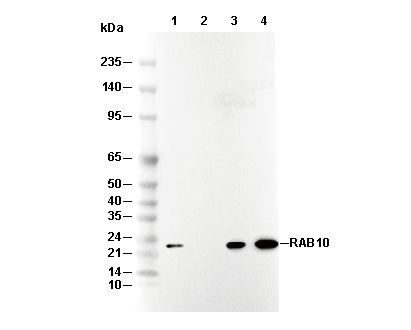 RAB10 Antibody