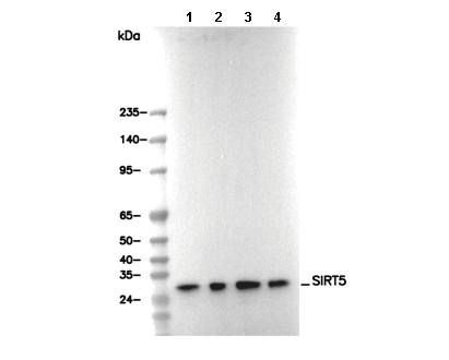 SIRT5 Antibody