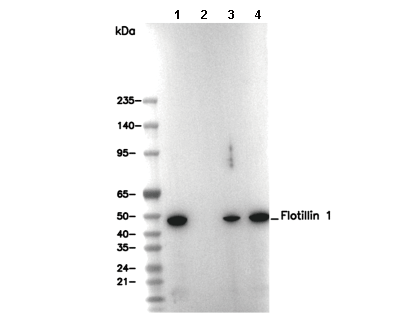 Flotillin 1 Antibody