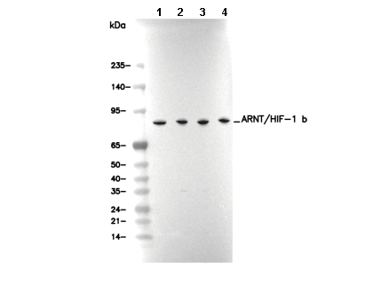 ARNT/HIF-1 β Antibody