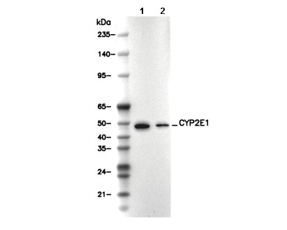 CYP2E1 Antibody