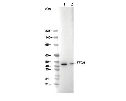 FECH Antibody