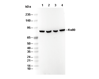 Ku80 Antibody