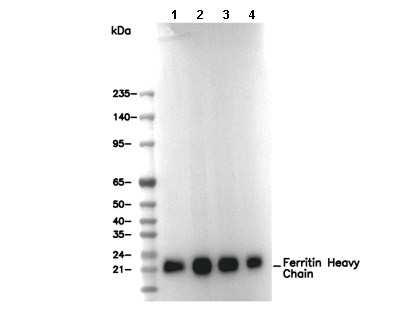 Ferritin Heavy Chain Antibody