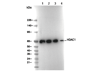HDAC1 Antibody