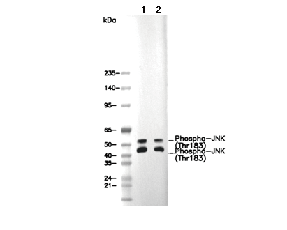 Phospho-JNK (Thr183) Antibody