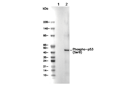 Phospho-p53 (Ser9) Antibody