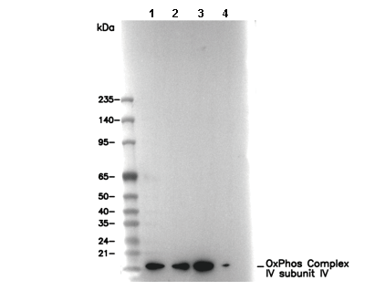OxPhos Complex IV subunit IV Antibody