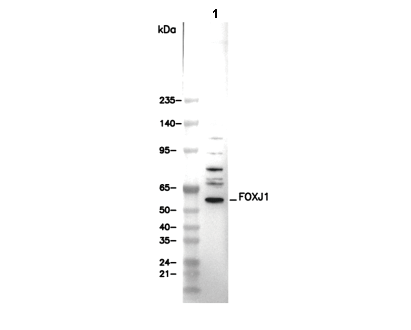 FOXJ1 Antibody