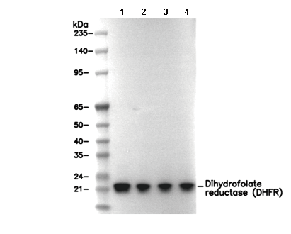 Dihydrofolate reductase (DHFR) Antibody