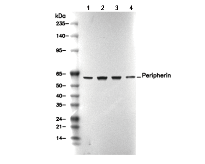 Peripherin Antibody