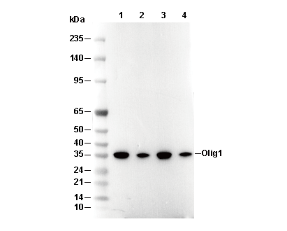 Olig1 Antibody