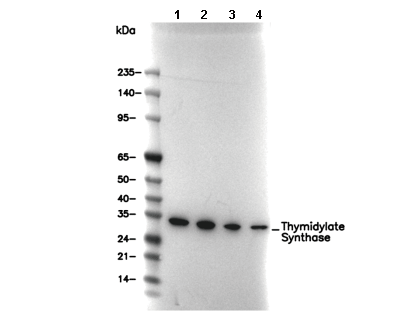 Thymidylate Synthase Antibody