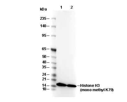 Histone H3 (mono methyl Lys79) Antibody
