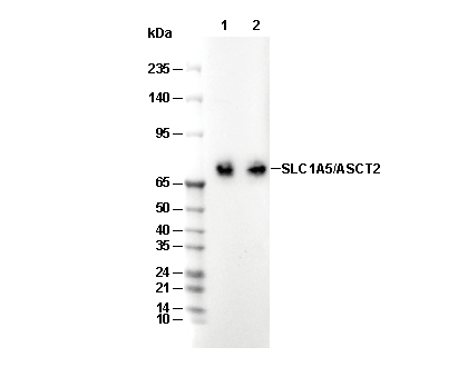 SLC1A5/ASCT2 Antibody
