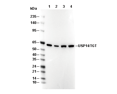 USP14/TGT C-terminal Antibody