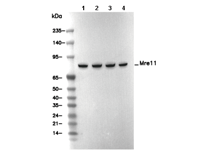 Mre11 Antibody