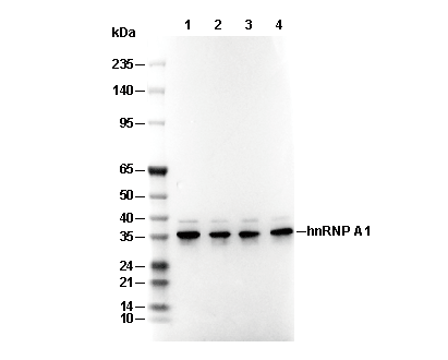 hnRNP A1 Antibody