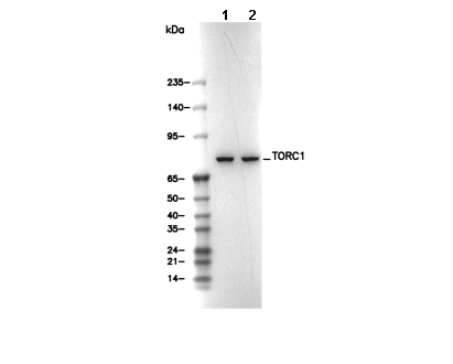 TORC1 Antibody