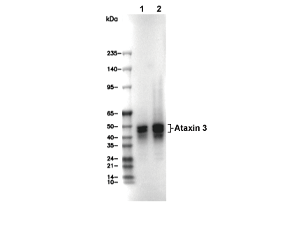 Ataxin 3 Antibody