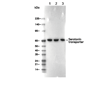 Serotonin transporter Antibody