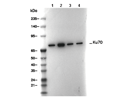 Ku70 Antibody