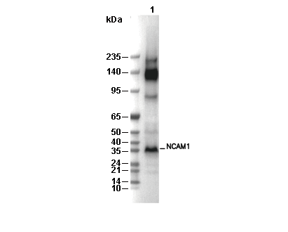 NCAM1 Antibody