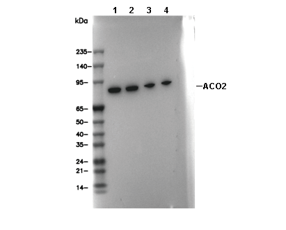 ACO2 Antibody