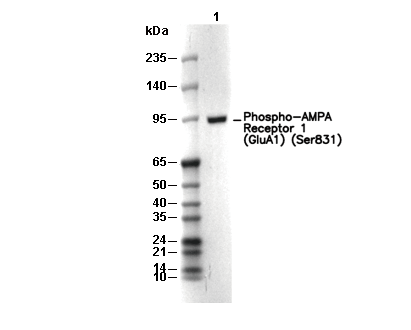 Phospho-AMPA Receptor 1 (GluA1) (Ser831) Antibody