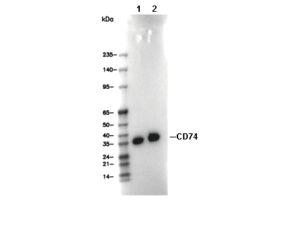 CD74 Antibody
