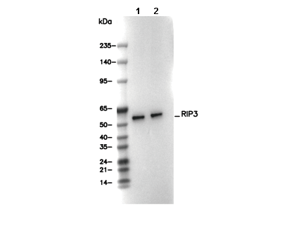 RIP3 Antibody