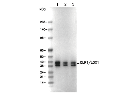 OLR1/LOX1 Antibody