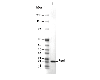 Rac1 Antibody