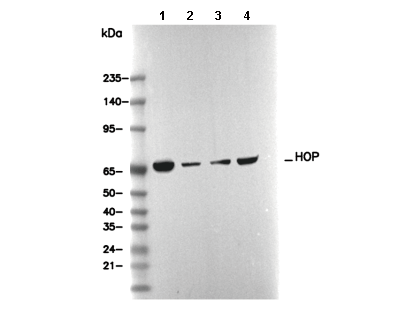 HOP Antibody