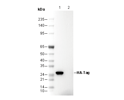 HA-Tag Antibody