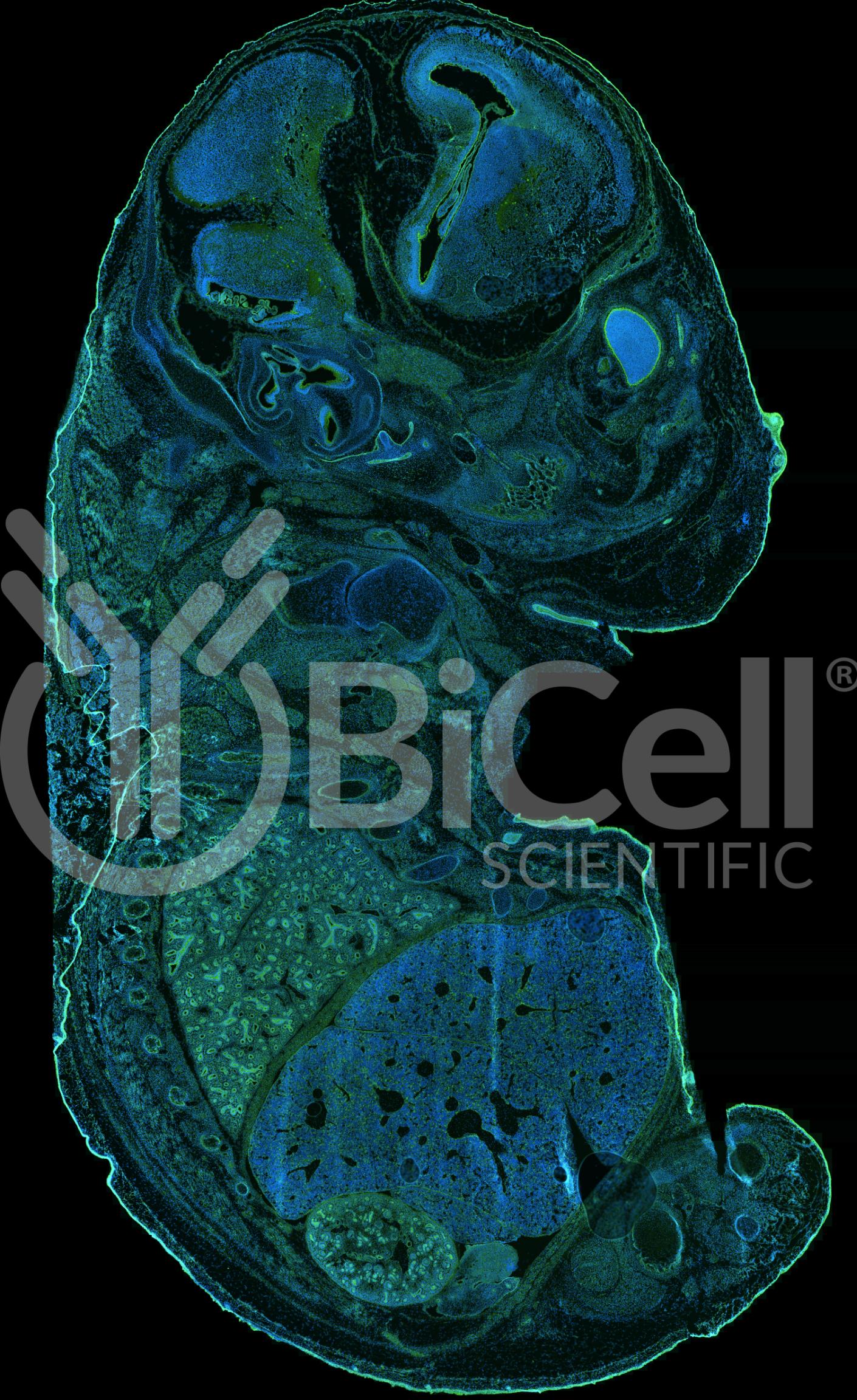 Alpha-catenin (Ctnna1) Antibody - Western Blot Validated