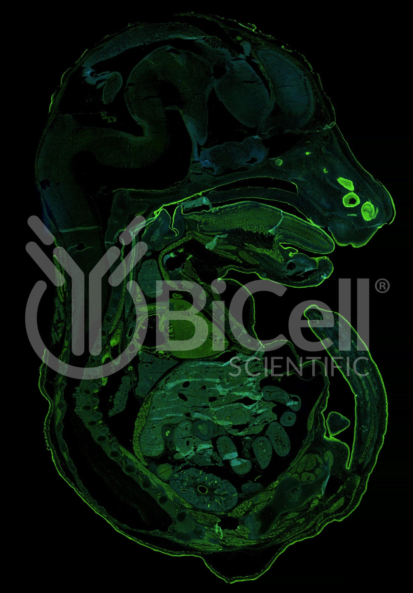 Aquaporin-3 (AQP3) Antibody