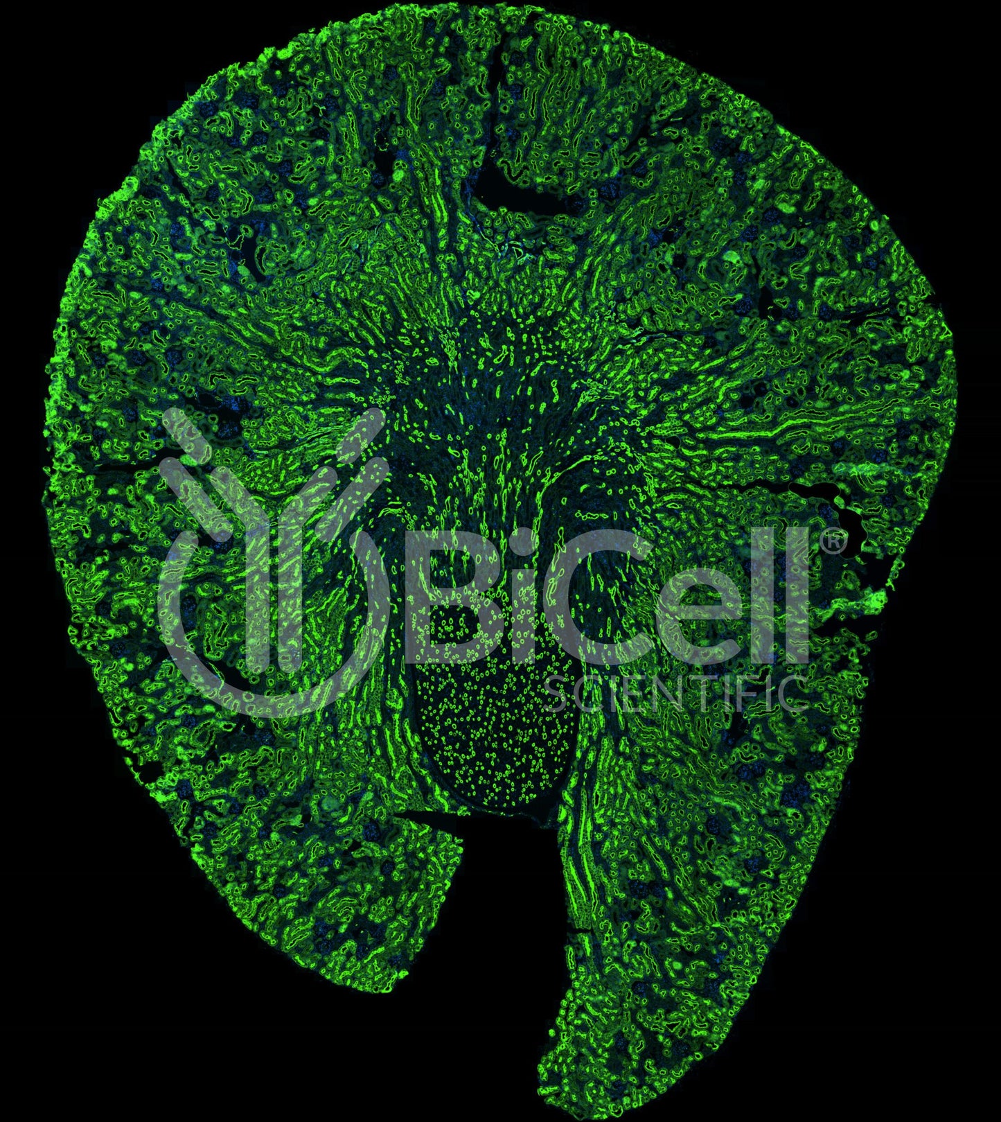 Aquaporin-1 (AQP1) Antibody - FFPE Validated