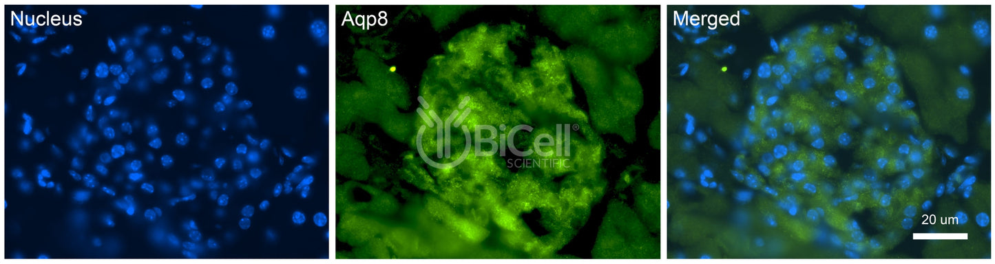 Aquaporin-8 (AQP8) Antibody