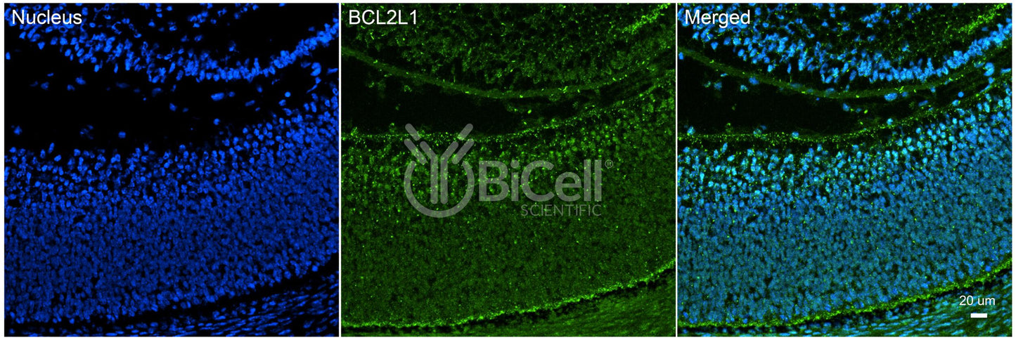 BCL2L1 (Bcl-X) Antibody - Western Blot Validated