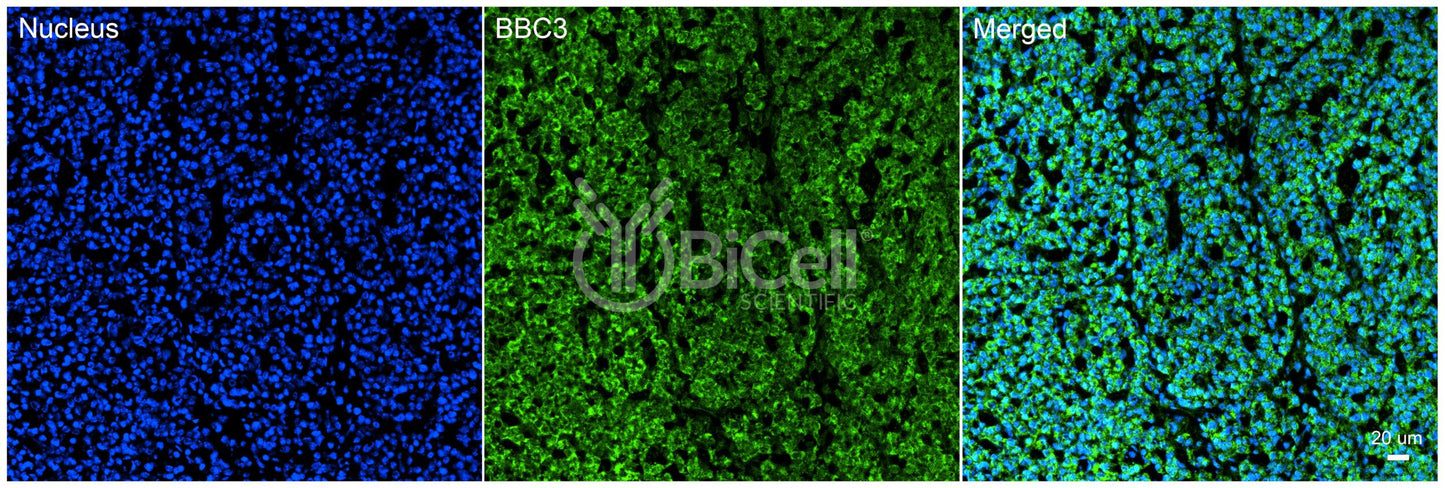 BBC3 (PUMA) Antibody - Western Blot Validated