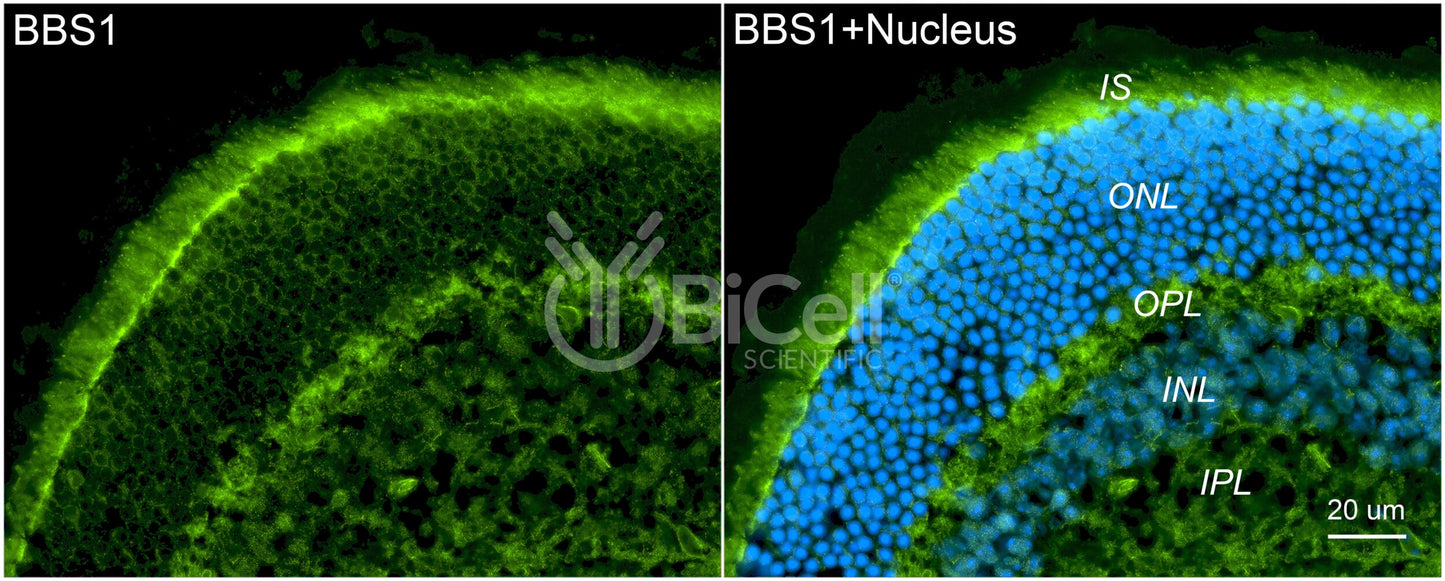 BBS1 Antibody (N-Terminus) - Western Blot Validated