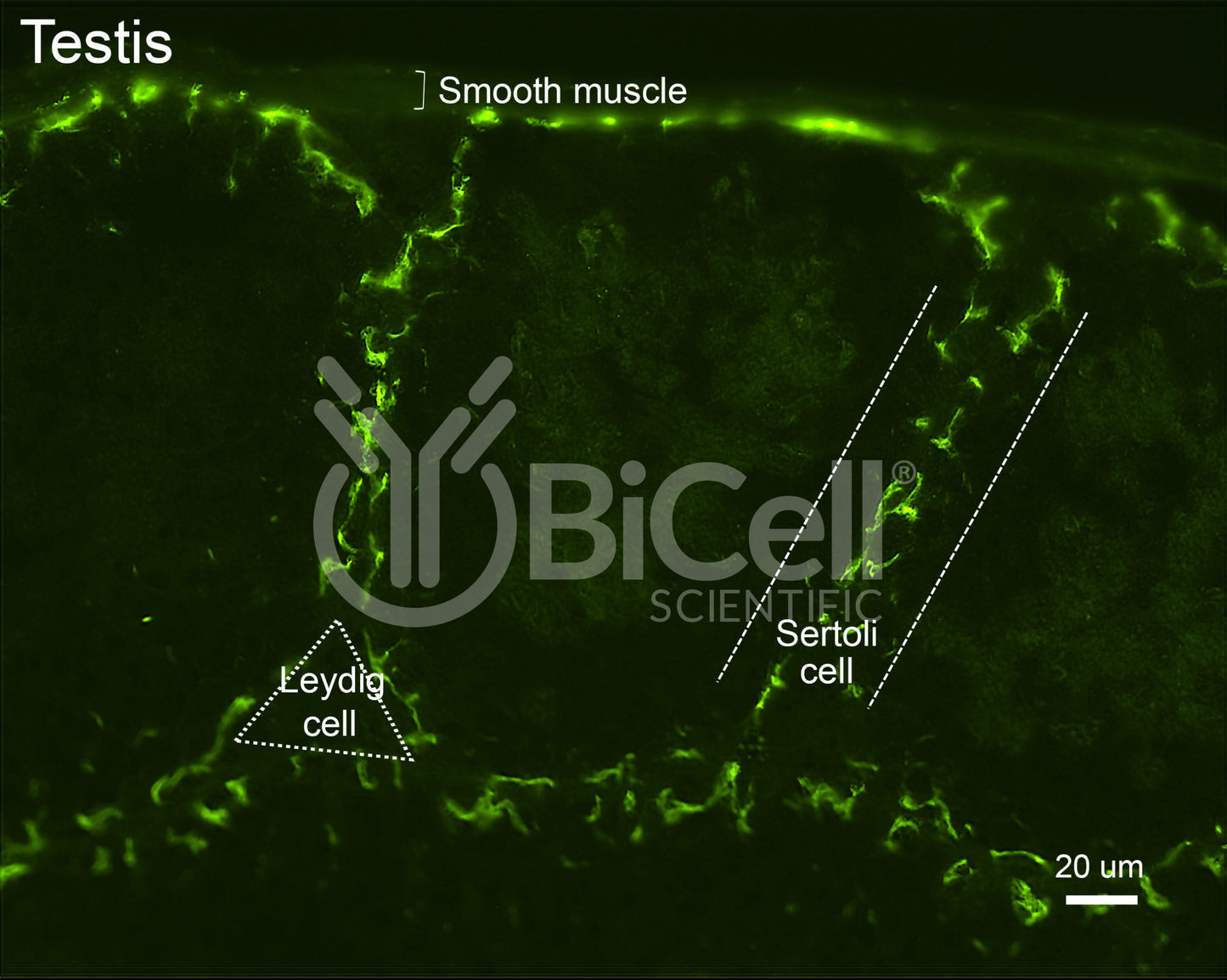 Claudin-11 (CLDN11) Antibody - FFPE Validated
