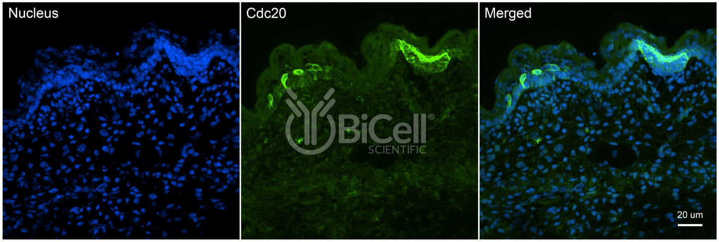 CDC20 Antibody - Western Blot Validated