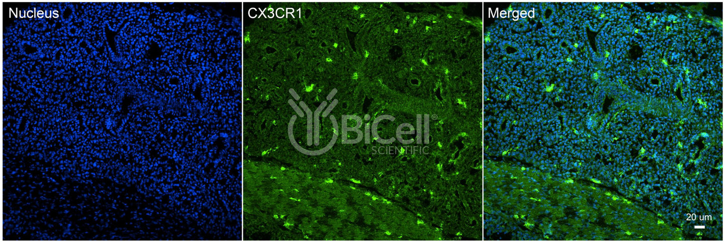 CX3CR1 (CCRL1 or GPR13) Antibody - Western Blot Validated