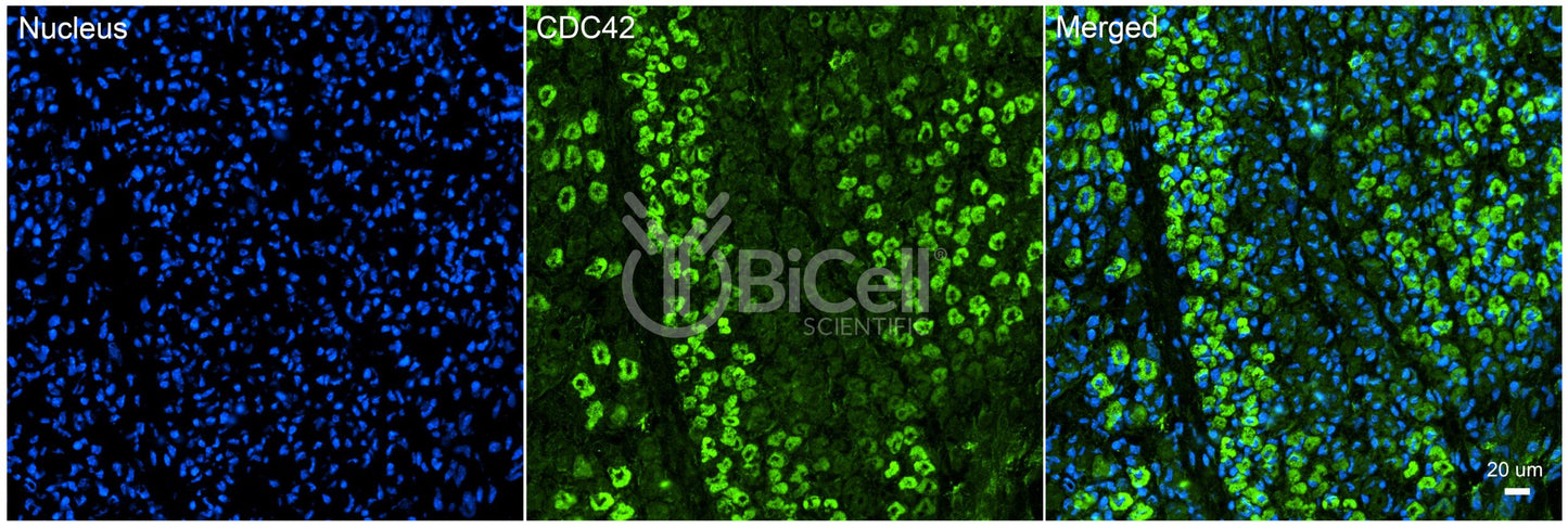 CDC42 Antibody
